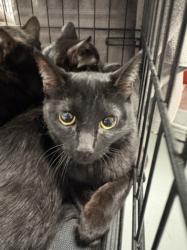 Shelter Stray Female Cat last seen , Chatsworth, CA 91311