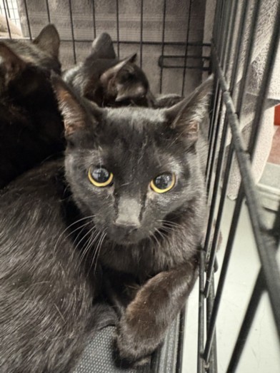 Shelter Stray Female Cat last seen , Chatsworth, CA 91311