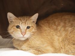 Shelter Stray Male Cat last seen Near BLOCK N 54TH AVE, Phoenix, AZ 85008