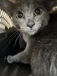 Shelter Stray Unknown Cat last seen Near BLOCK N KELLEY AVE, OKLAHOMA CITY OK 73111, Oklahoma City, OK 73129