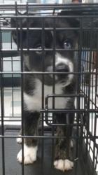 Shelter Stray Male Dog last seen FOUND AT TSU 4320 SW 29, Oklahoma City, OK 73129