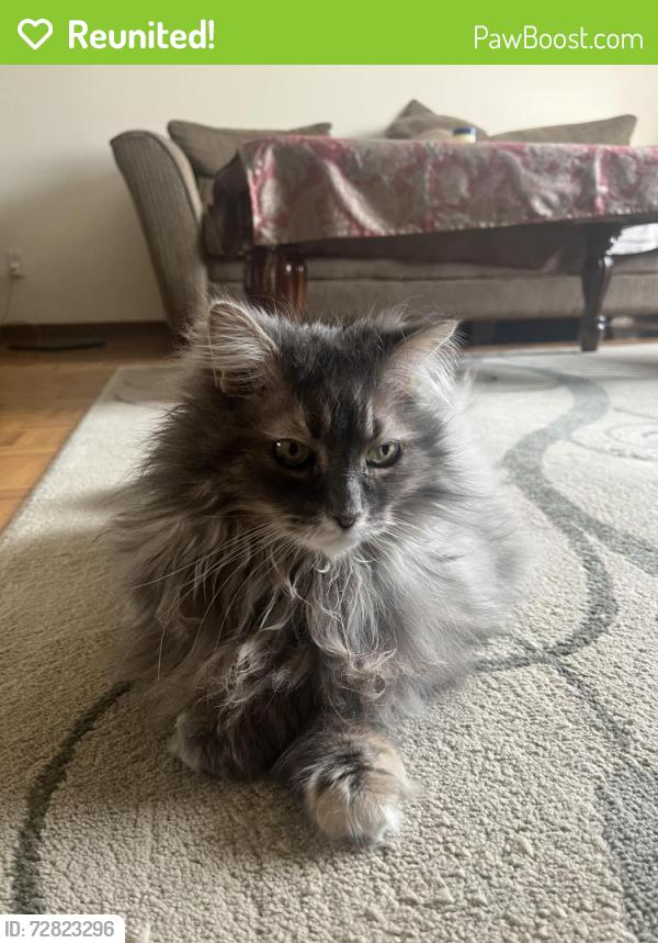 Reunited Female Cat last seen Rue de Chambéry & Rue de Clairvaux, Laval, QC H7N