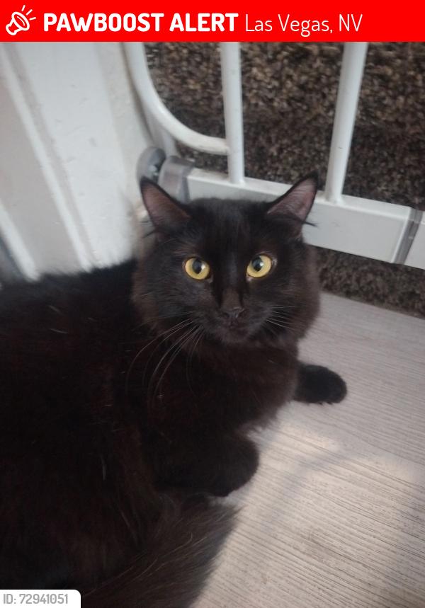 Lost Female Cat last seen Easter & Sahara, Las Vegas, NV 89104