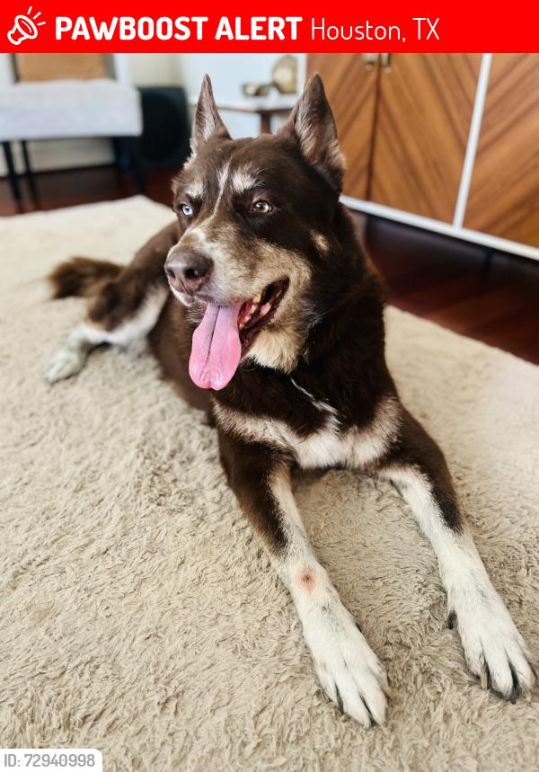 Lost Male Dog last seen 34th and Yale, Houston, TX 77018