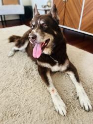 Lost Male Dog last seen 34th and Yale, Houston, TX 77018