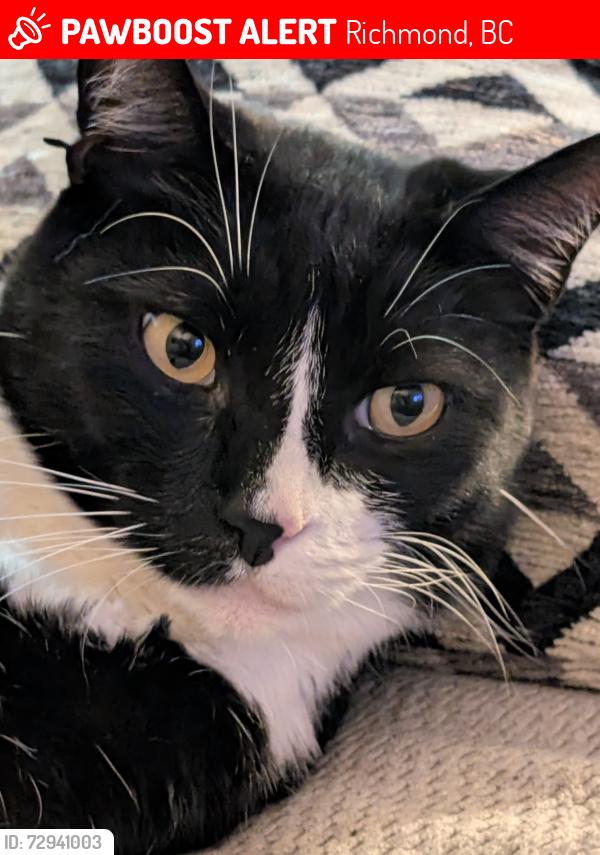 Lost Male Cat last seen Cambie 6 rd, Richmond, BC 