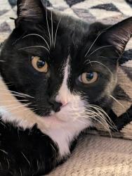 Lost Male Cat last seen Cambie 6 rd, Richmond, BC 