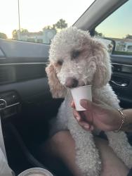 Reunited Female Dog last seen Near Pot O Gold St, West Palm Beach, FL 33406