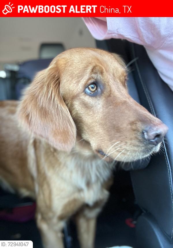 Lost Female Dog last seen Highway 90,, China, TX 77613