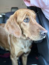 Lost Female Dog last seen Highway 90,, China, TX 77613