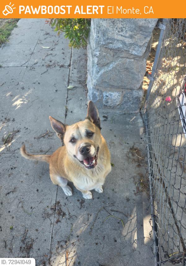 Found/Stray Male Dog last seen Bryant and maple , El Monte, CA 91731