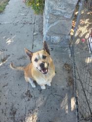 Found/Stray Male Dog last seen Bryant and maple , El Monte, CA 91731