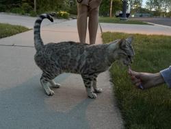 Found/Stray Female Cat last seen Southshore, Aurora, CO 80016