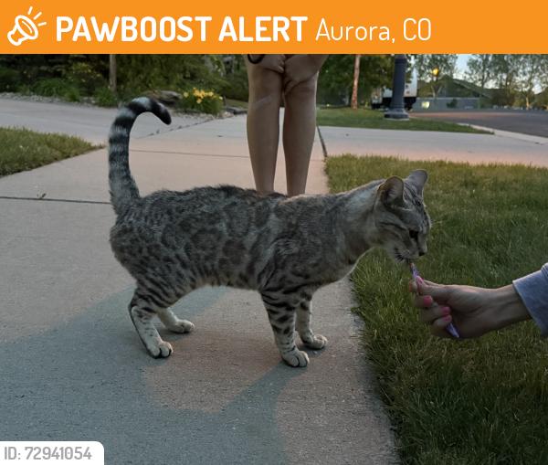 Found/Stray Female Cat last seen Southshore, Aurora, CO 80016