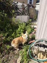 Reunited Male Dog last seen King and story by Target, San Jose, CA 95116