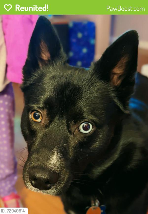 Reunited Male Dog last seen Vancouver WA, Vancouver, WA 98682