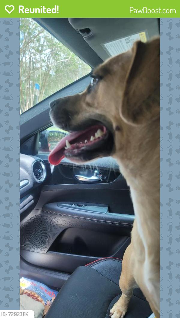 Reunited Female Dog last seen Longview Dr & N. Monroe, Tallahassee, FL 32303