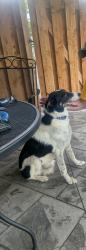 Reunited Male Dog last seen Near Birnawoods Lane , Olivette, MO 63132