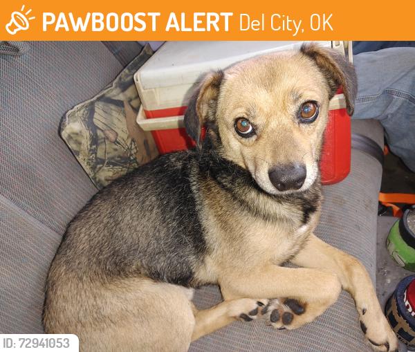 Found/Stray Male Dog last seen 41st street and veterans lane del city, Del City, OK 73115