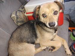 Found/Stray Male Dog last seen 41st street and veterans lane del city, Del City, OK 73115