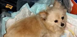Lost Female Dog last seen Near S Central Ave, Los Angeles, CA 90001, Los Angeles, CA 90001
