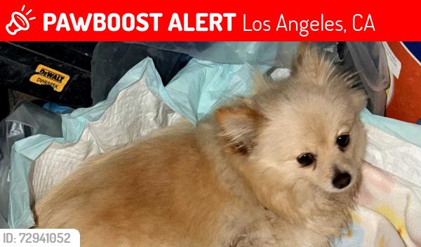 Lost Female Dog last seen Near S Central Ave, Los Angeles, CA 90001, Los Angeles, CA 90001