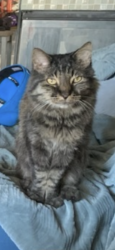 Reunited Male Cat last seen Maplestar/ Gallery Shores, Las Vegas, NV 89128