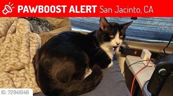 Lost Male Cat last seen S. Ramona Blvd and S. Estudillo Ave San Jacinto CA 92583, San Jacinto, CA 92583