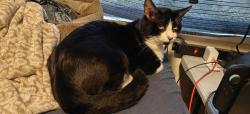 Lost Male Cat last seen S. Ramona Blvd and S. Estudillo Ave San Jacinto CA 92583, San Jacinto, CA 92583