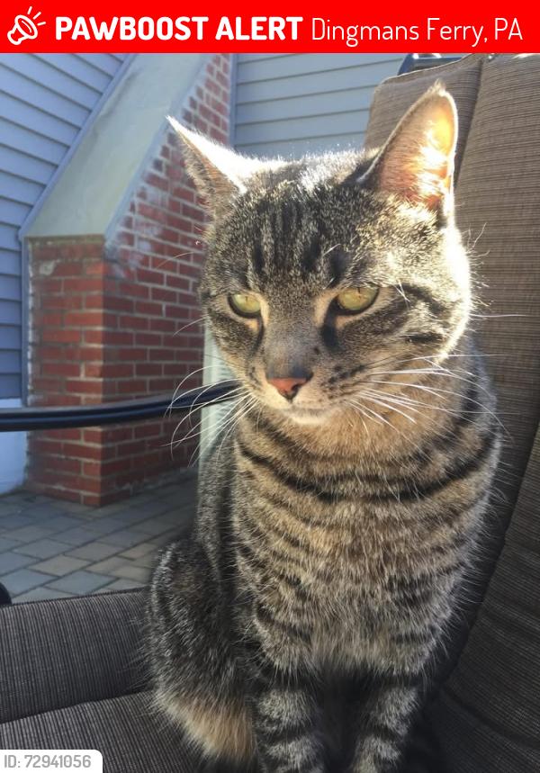 Lost Male Cat last seen Silver lake rd , Dingmans Ferry, PA 18328