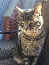 Lost Male Cat last seen Silver lake rd , Dingmans Ferry, PA 18328