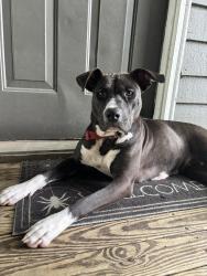 Found/Stray Female Dog last seen Stewart’s ferry pike, Nashville, TN 37214