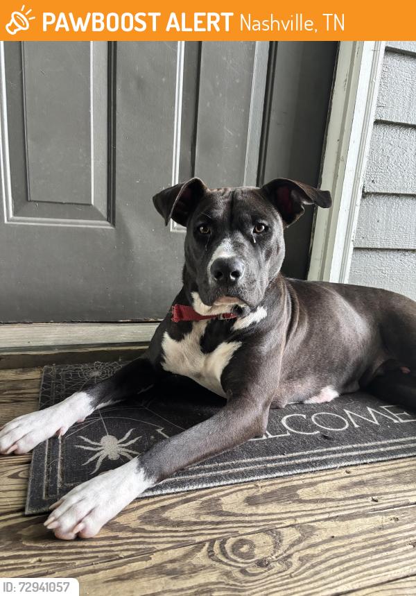 Found/Stray Female Dog last seen Stewart’s ferry pike, Nashville, TN 37214