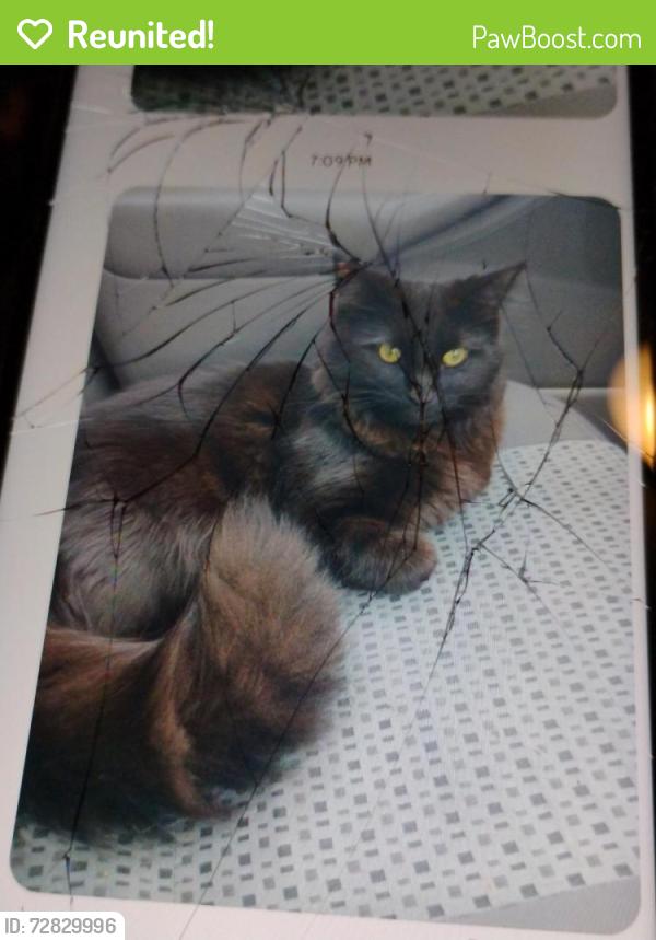 Reunited Male Cat last seen Laphan n 78 , West Allis, WI 53214