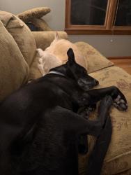 Reunited Male Dog last seen JBLM gate at end of Johnson Rd SE , Olympia, WA 98513