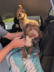 Reunited Male Dog last seen Fort Apache and Rosada, Las Vegas, NV 89149