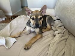 Found/Stray Female Dog last seen Palm oasis, Ave , Palm Springs, CA 92262