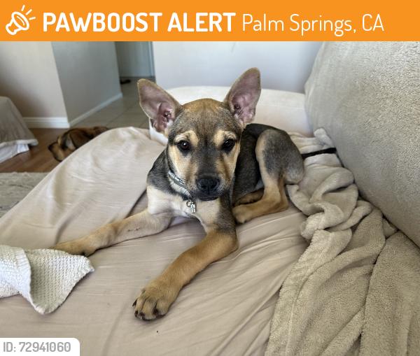 Found/Stray Female Dog last seen Palm oasis, Ave , Palm Springs, CA 92262