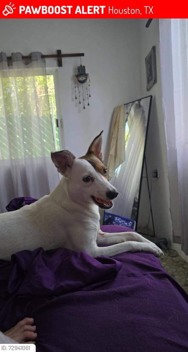 Lost Female Dog last seen Near W. 17 and Shepard , Houston, TX 77008