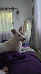 Lost Female Dog last seen Near W. 17 and Shepard , Houston, TX 77008