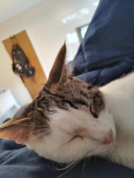 Lost Male Cat last seen Hilltop Diner , Pottstown, PA 19464