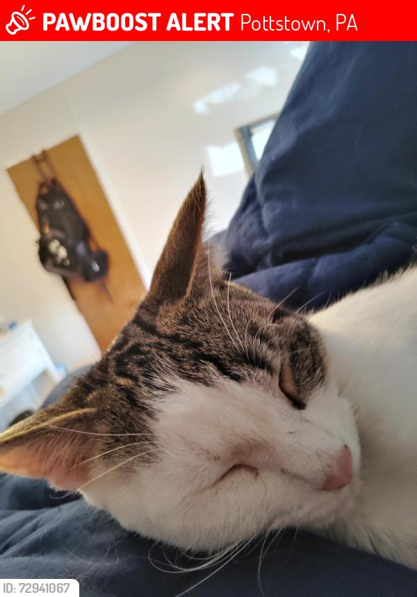 Lost Male Cat last seen Hilltop Diner , Pottstown, PA 19464