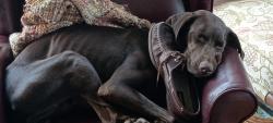 Reunited Female Dog last seen Beltway Right and Briar Forest, Houston, TX 77042