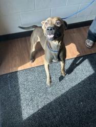 Shelter Stray Female Dog last seen Near Florida Blvd, 70806, LA, Baton Rouge, LA 70820