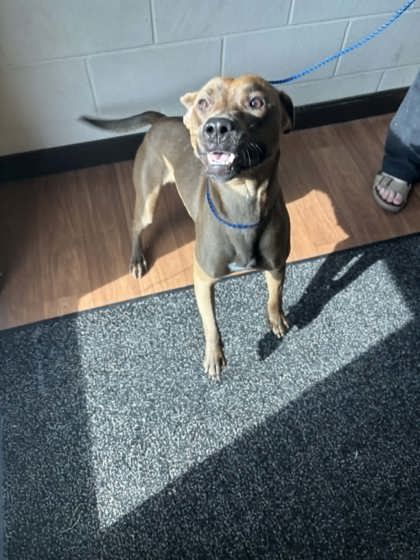 Shelter Stray Female Dog last seen Near Florida Blvd, 70806, LA, Baton Rouge, LA 70820