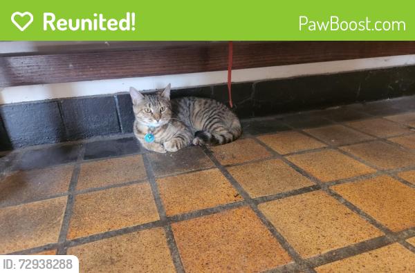 Reunited Unknown Cat last seen Corner of Highland and Broadway, Cambridge, MA 02139