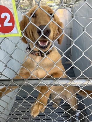 Shelter Stray Male Dog last seen New Bern, NC 28562, New Bern, NC 28562