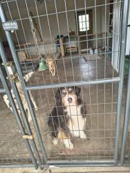 Lost Male Dog last seen 850, County Line Ft Gibson , Fort Gibson, OK 74434