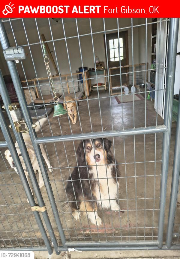 Lost Male Dog last seen 850, County Line Ft Gibson , Fort Gibson, OK 74434