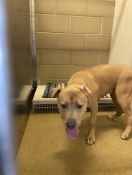 Shelter Stray Female Dog last seen DeSoto, TX 75115, Cedar Hill, TX 75104